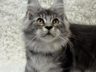 All Females Available - Maine Coon - Gallery Photo #1