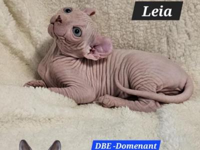 Elf Girl Leia TICA DBE Program - Sphynx - Gallery Photo #1