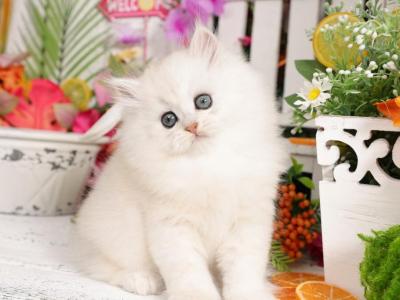 Pookie - Persian - Gallery Photo #1