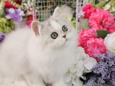 Tinker Toy - Persian - Gallery Photo #1