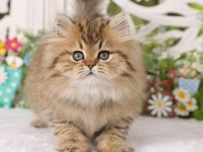 Matilda - Persian - Gallery Photo #1