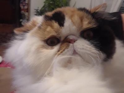 BELLA - Persian - Gallery Photo #1