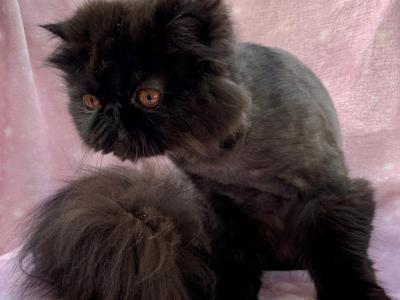 Moxie - Persian - Gallery Photo #1