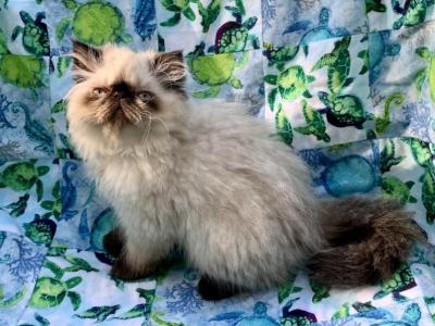 Topnotchofme Mobee - Persian - Gallery Photo #1