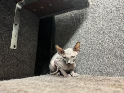 Kitty - Sphynx - Gallery Photo #1