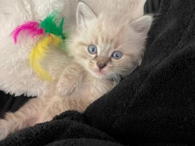 Ragdoll Snow Maine Coon Kittens Ready For Adoption - Maine Coon - Gallery Photo #1