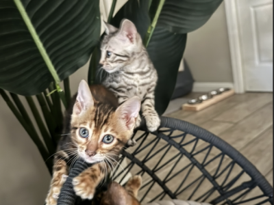 Luna And Milo - Bengal - Gallery Photo #1