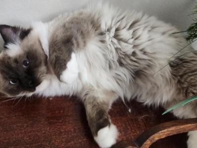 Mia Is Looking For  A Loving Home - Ragdoll - Gallery Photo #1