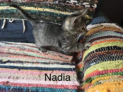 Normal Nadia Of Maia - Domestic - Gallery Photo #1