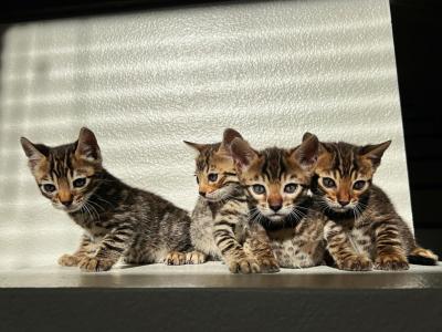 Doja & Ozzy Last Litter - Bengal - Gallery Photo #1