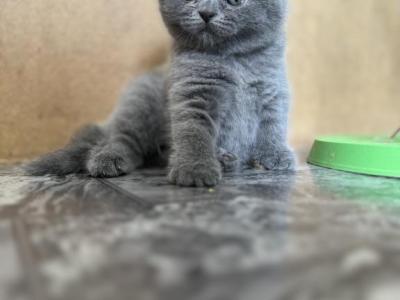 Diamond - Scottish Fold - Gallery Photo #1