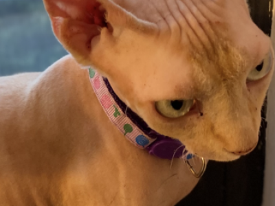 Eva - Sphynx - Gallery Photo #1