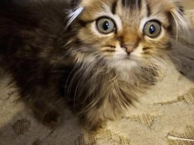 Lucky - Scottish Fold - Gallery Photo #1