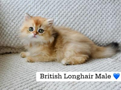 Gus - British Shorthair - Gallery Photo #1