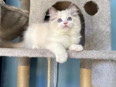 Jasper - Ragdoll - Gallery Photo #1