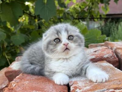 Scottish A Martin - Scottish Fold - Gallery Photo #1