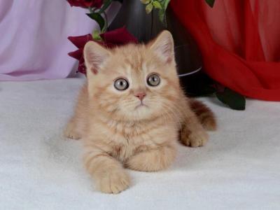 British A Quentin - British Shorthair - Gallery Photo #1