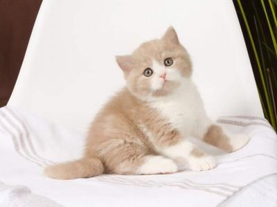 Fluff British - British Shorthair - Gallery Photo #1