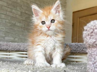 Maine Coon NOV Peach Polydactyl - Maine Coon - Gallery Photo #1