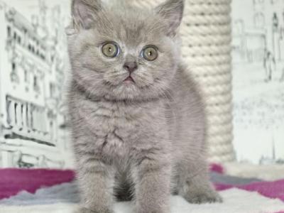 British A Omelia - British Shorthair - Gallery Photo #1