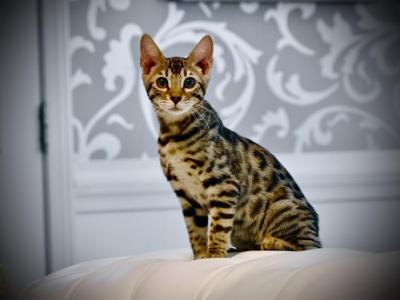 Bengal Kittens - Bengal - Gallery Photo #1