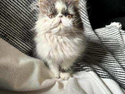 Cfa Tabby And A Black Bicolor - Persian - Gallery Photo #1