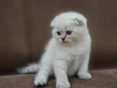 Daisy - Scottish Fold - Gallery Photo #1