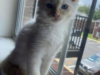 Flame Point Siamese - Siamese - Gallery Photo #1