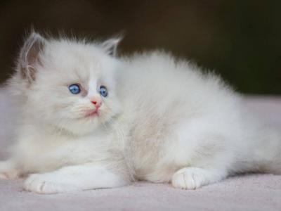 Bruno Ragdoll Male Blue Bicolour - Ragdoll - Gallery Photo #1