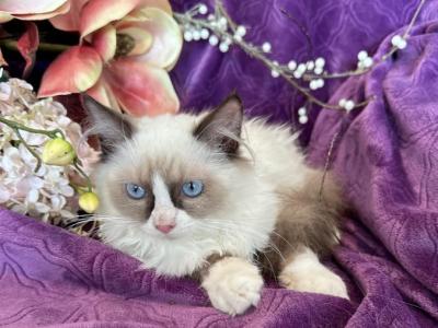 Ragdoll Female - Ragdoll - Gallery Photo #1