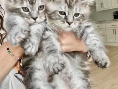 Thor And Atlas - Maine Coon - Gallery Photo #1