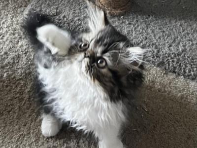 Chocolate Tabby Point And White - Persian - Gallery Photo #1