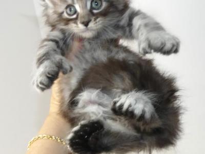 Alley Ultra Polydactyl - Maine Coon - Gallery Photo #1