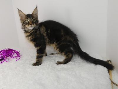 Alien Brown Tabby Female - Maine Coon - Gallery Photo #1