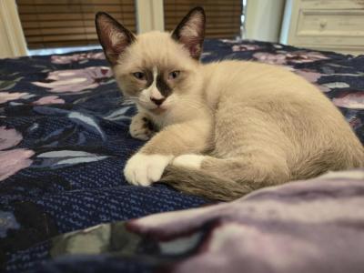 Boogie - Siamese - Gallery Photo #1