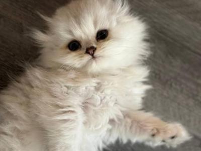 Snowy Scottish Fold Kittens - Scottish Fold - Gallery Photo #1