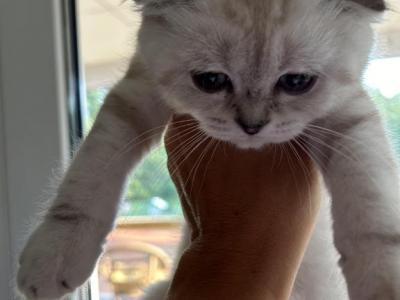 Scottish Fold - Scottish Fold - Gallery Photo #1