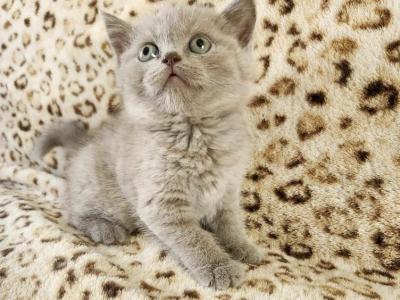 British Shorthair Litter - British Shorthair - Gallery Photo #1