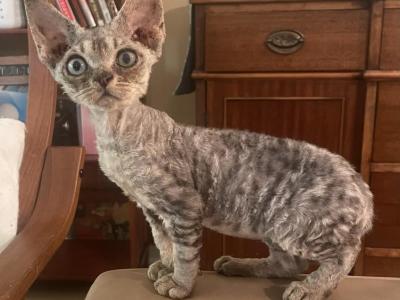 Devon Rex Rare Chocolate Spotted Tabby - Devon Rex - Gallery Photo #1