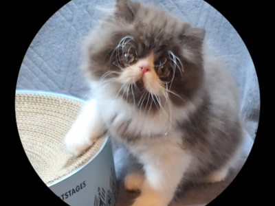 Persian And Exotic Shorthair - Persian - Gallery Photo #1