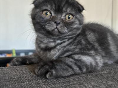 Smokey - Scottish Fold - Gallery Photo #1