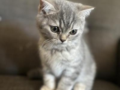 Turner - Scottish Fold - Gallery Photo #1