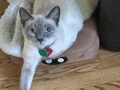 Tiny - Siamese - Gallery Photo #1