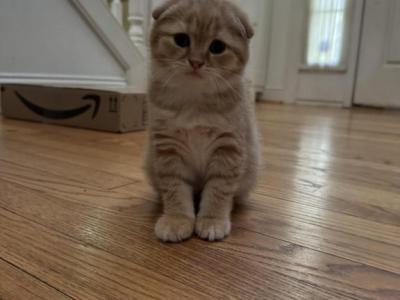 Momo - Scottish Fold - Gallery Photo #1