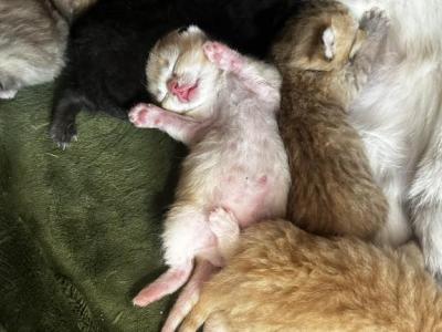 Things 1 To 4 - Scottish Fold - Gallery Photo #1