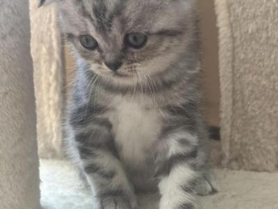 Paris - Scottish Fold - Gallery Photo #1