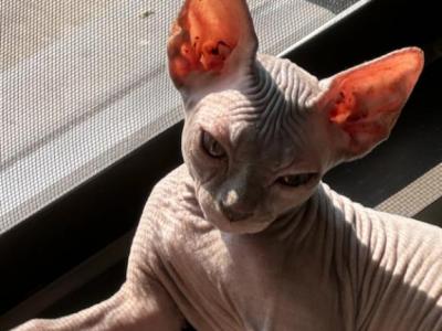 Mars - Sphynx - Gallery Photo #1