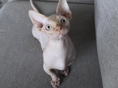 Bambino Sphynx Male Cat - Sphynx - Gallery Photo #1