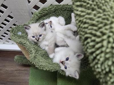 Low Allergen Siberian Kittens - Siberian - Gallery Photo #1