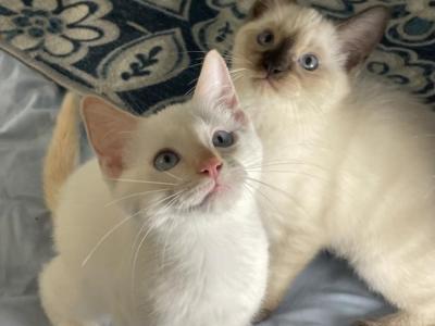 Rehoming Ragamese - Siamese - Gallery Photo #1